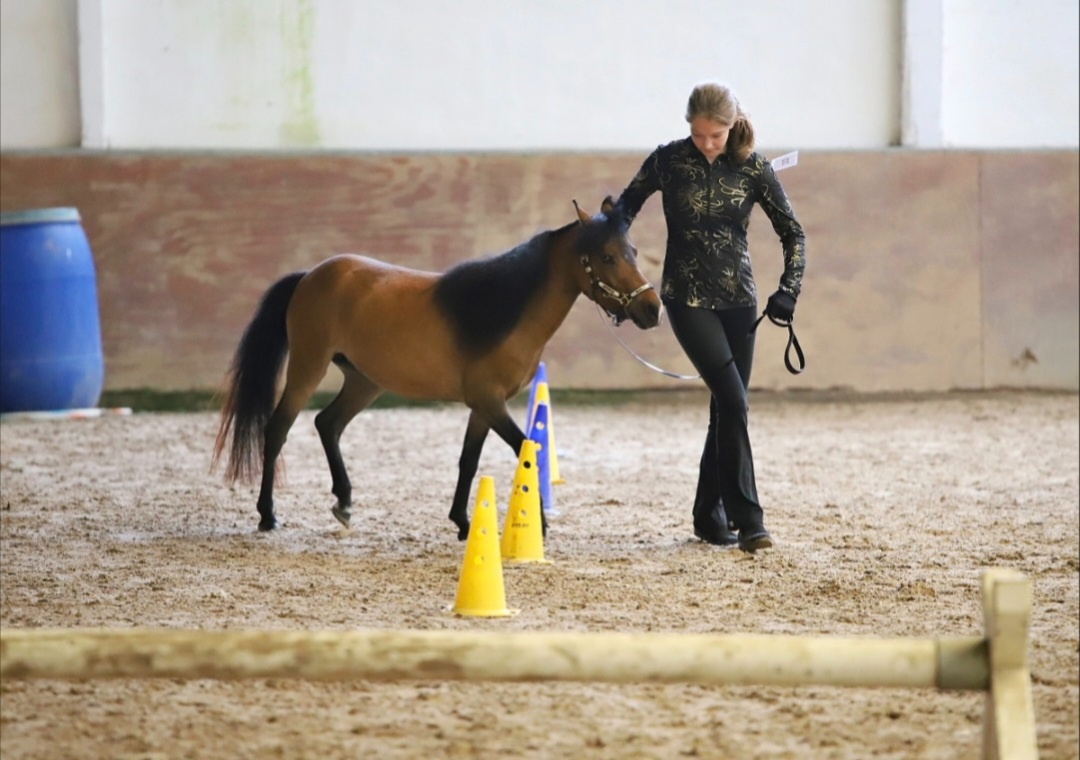 Minihorse klisna - 10