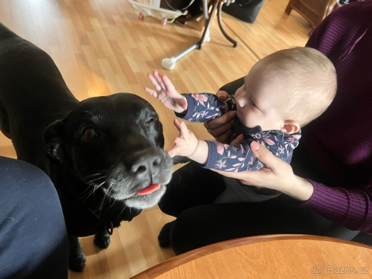 Štěňata - Americký stafordšírský teriér bez PP - 10