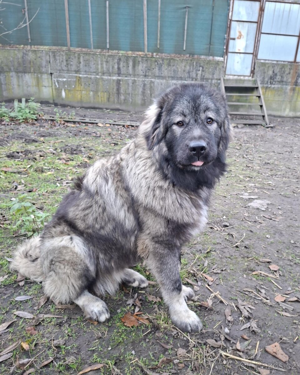 Štenátko Kaukazský ovčiak - 10