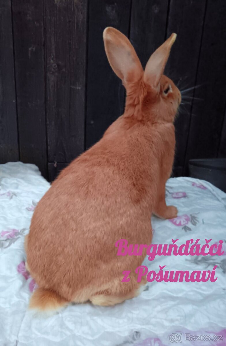 BURGUNDSKÝ králík s PP - SAMEČCI A SAMIČKY ⭐️⭐️⭐️ - 10