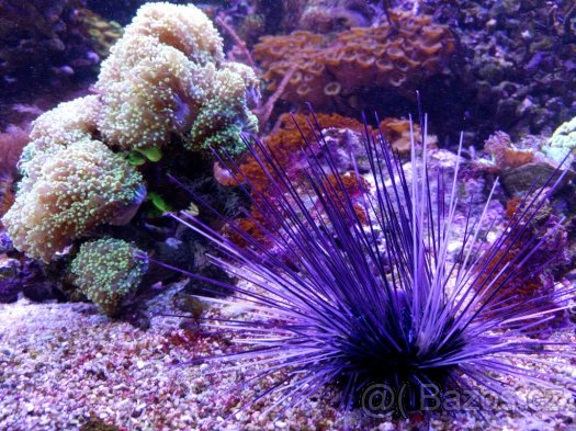 Mořské akvária. - 10