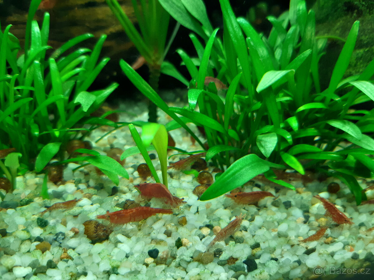 Akvarijní šneci - piskořky a okružáci všech barev - 10