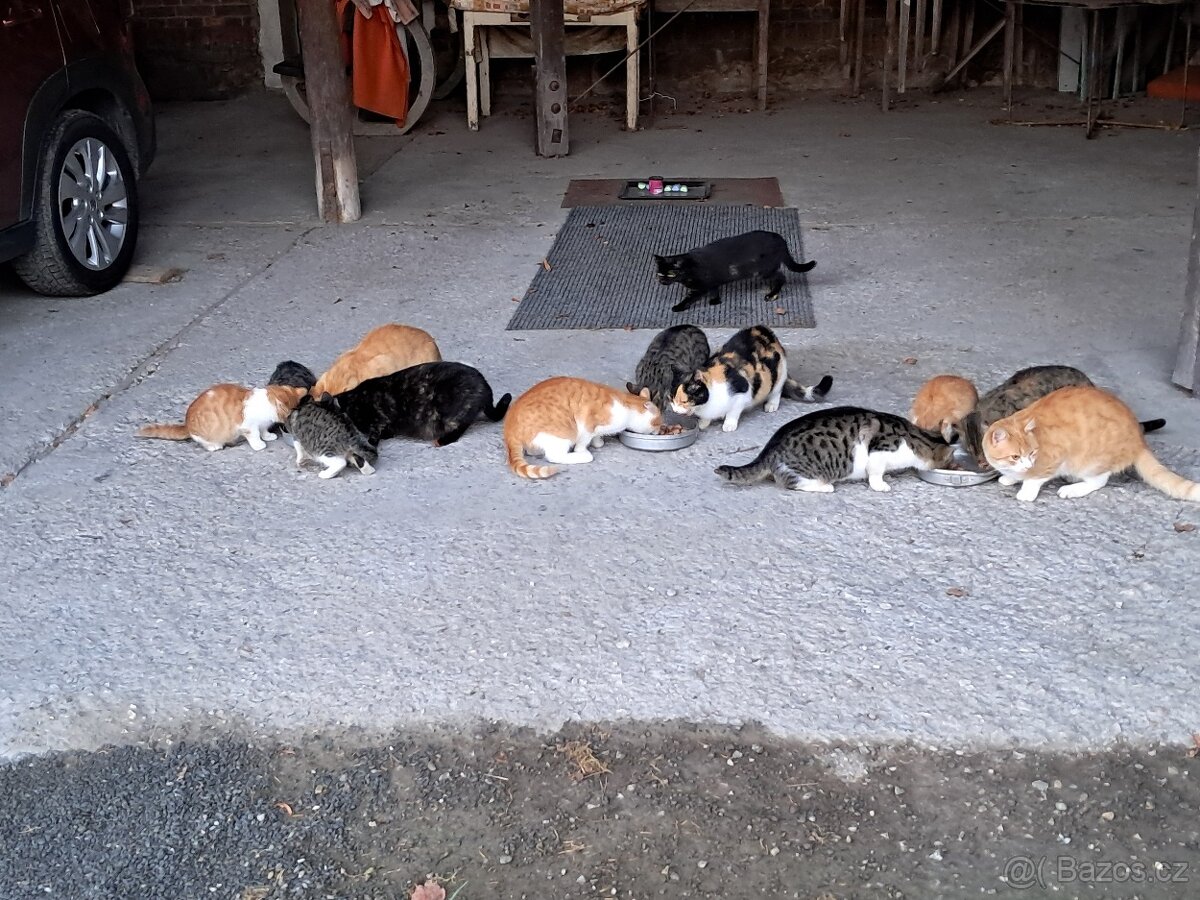 Daruji kocourky a kočičku - 10