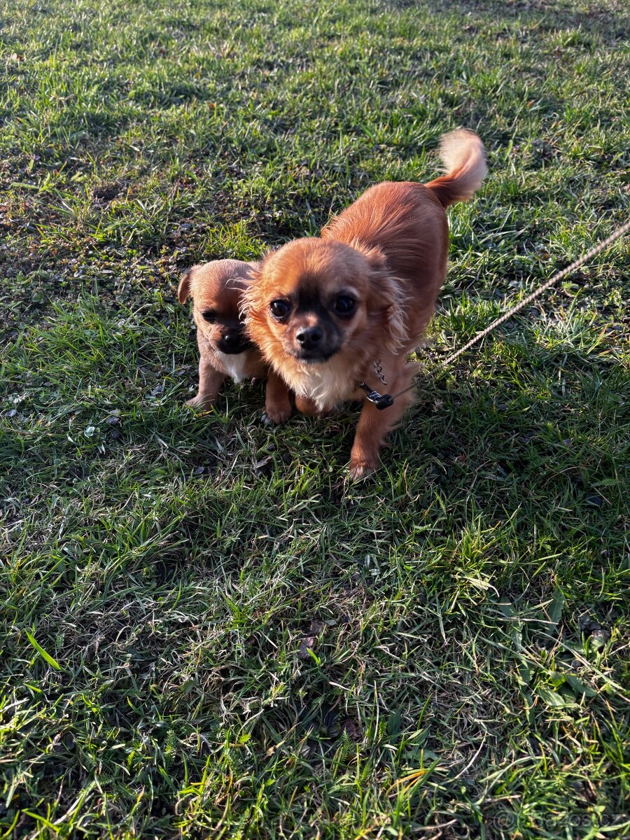 Čivava - štěňata bez pp - 10