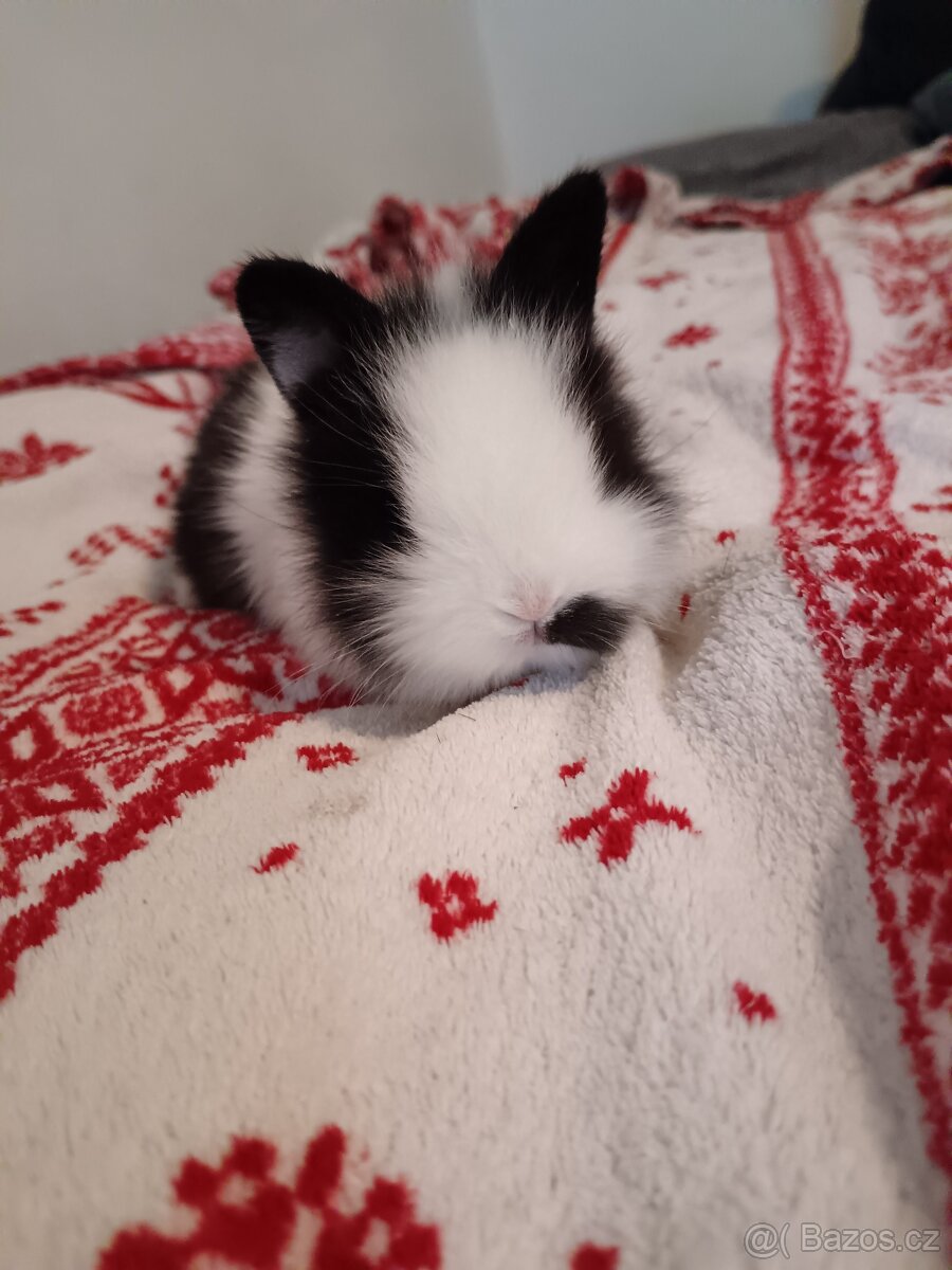 Zakrslý králík králíček - 10
