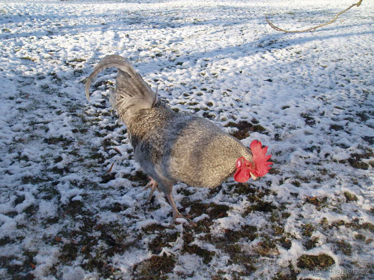 Prodám krásného kohouta do chovu - 10