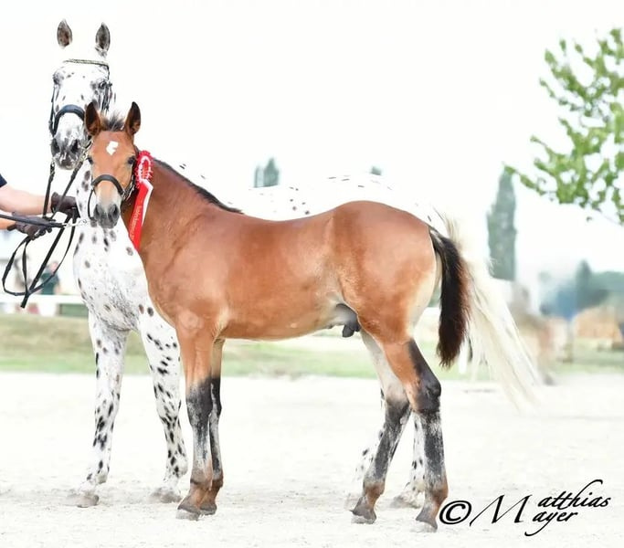 Hřebec original Knabstrupper - 10