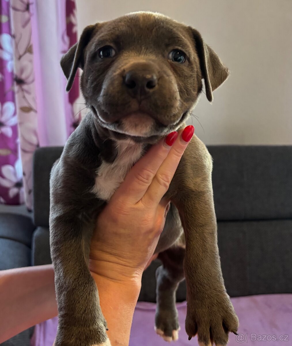 Americký Stafordširský Teriér - 10