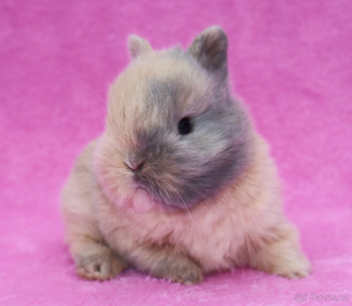 Zakrslý krátkouchý králíček . Samička . - 10