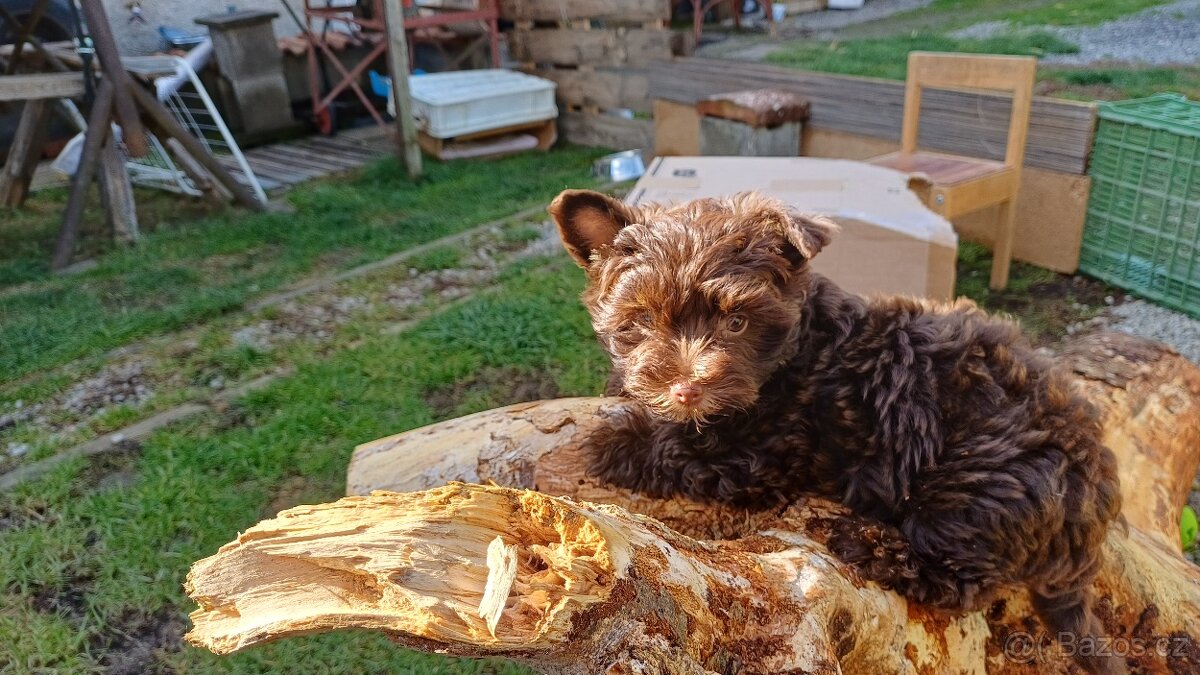 Štěňata Yorkchir - 10