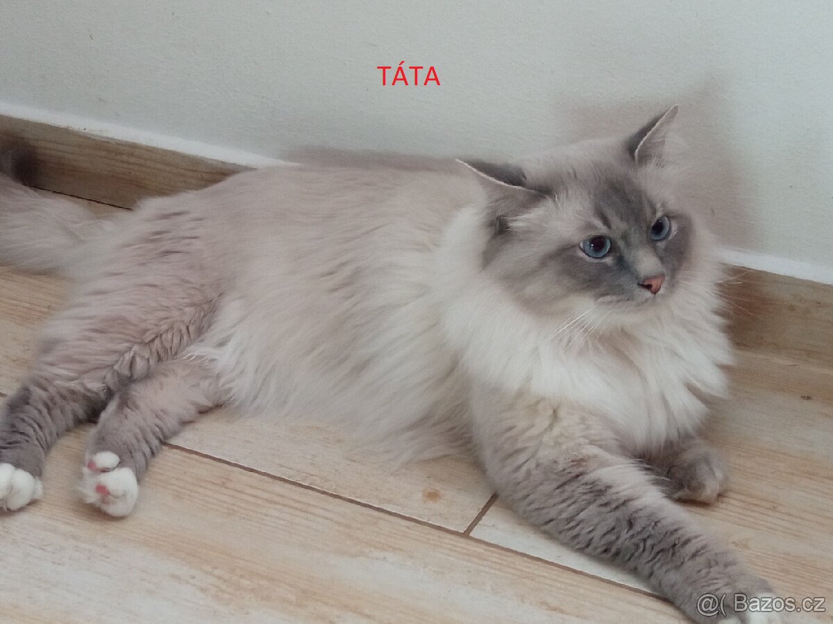 Prodám koťátka Ragdoll bez PP - 10