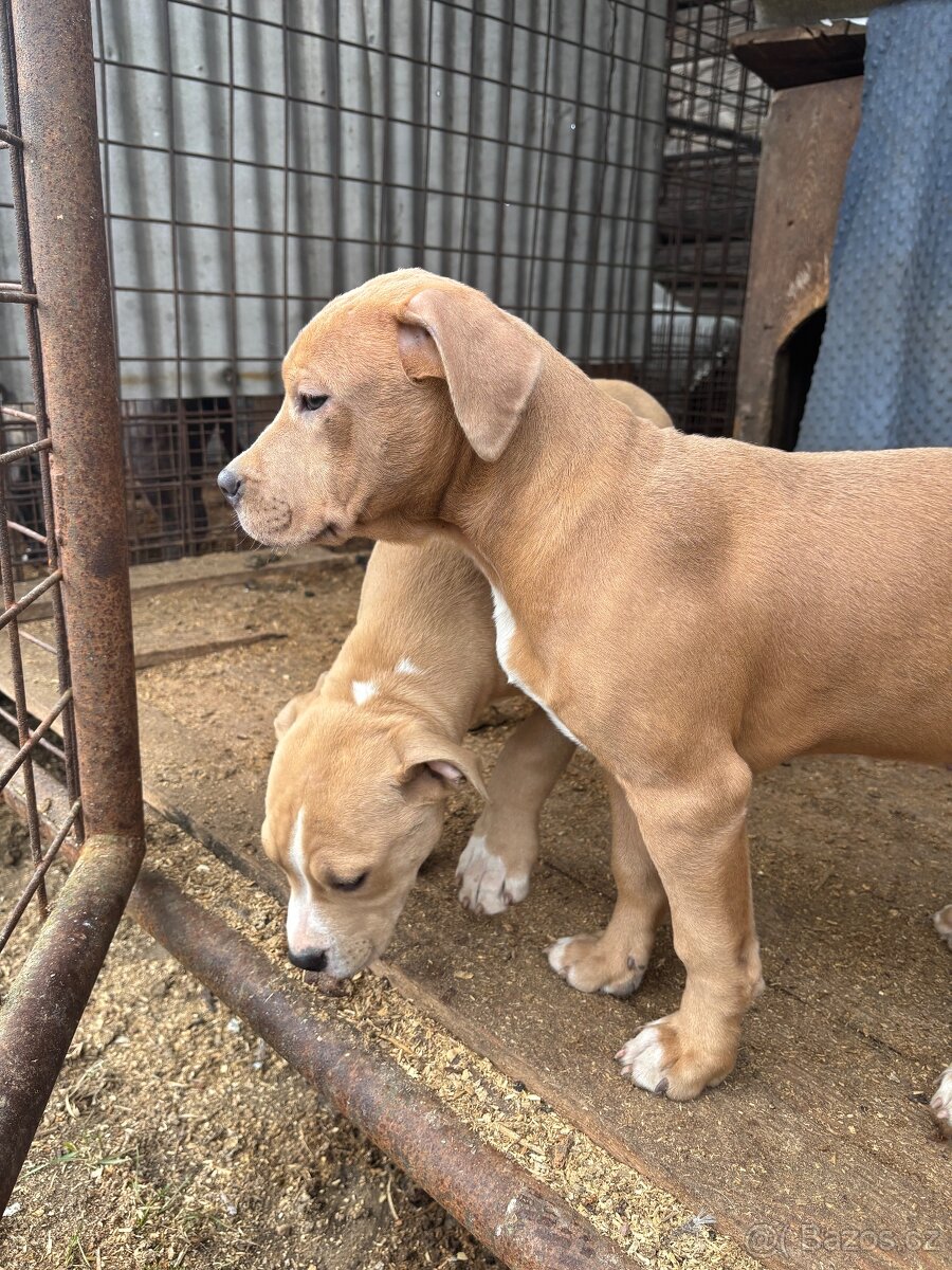 Americký stafordsirsky terier, Stafford, amstaf - 10