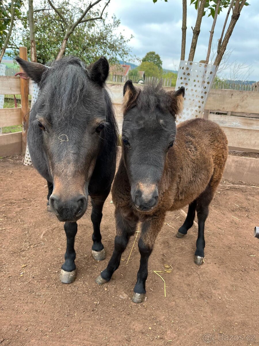Klisnička minihorse - 10