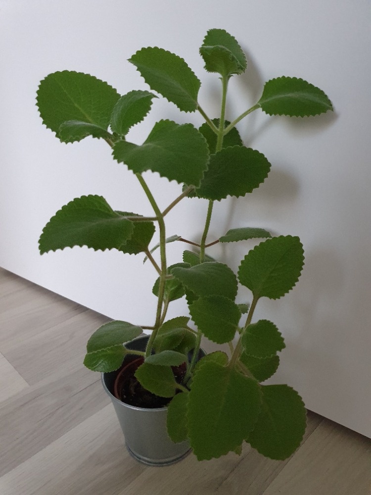 Krásné rýmovníky - 10