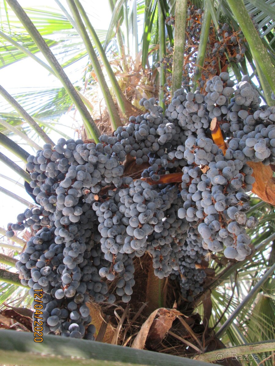 Mrazuvzdorná Palma konopná-palmičky - 10