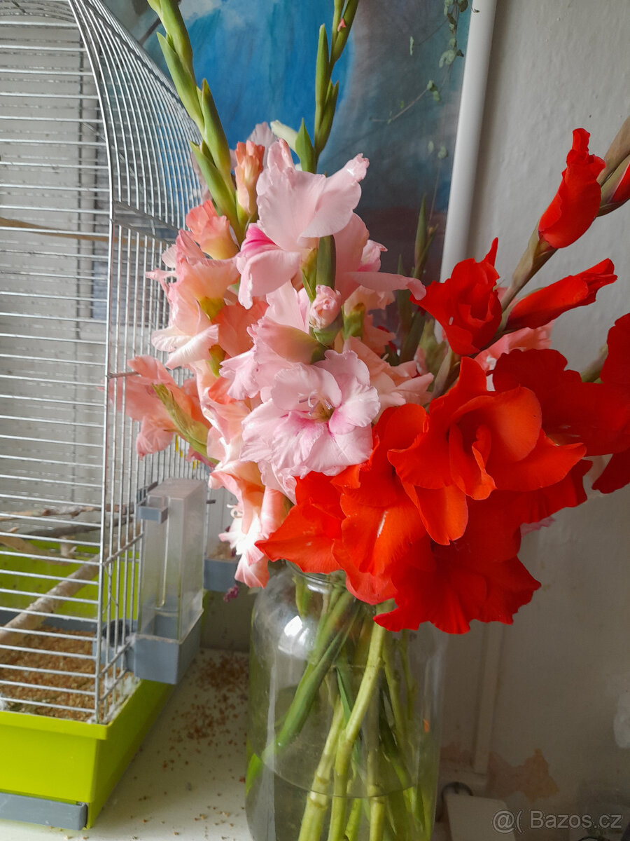 mečíky, cibule mečíků - 10