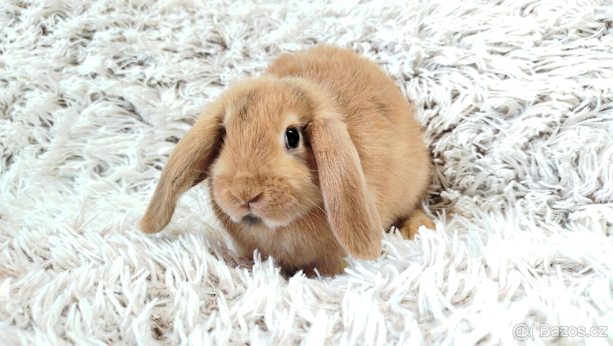 Zakrslý beránek, králíček, králík - JAYDEN - 10