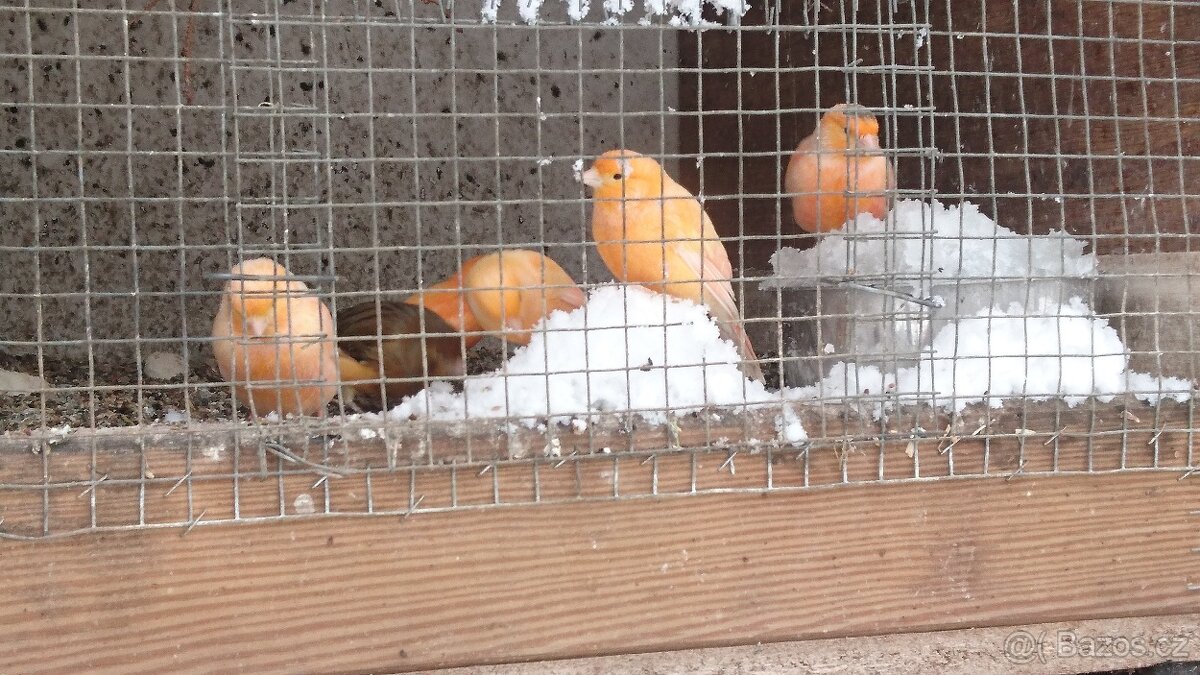 Prodám letošní odchovy. 2025 - 10