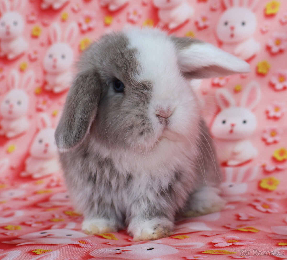 Zakrslí beránci NHD modrá očka . - 10