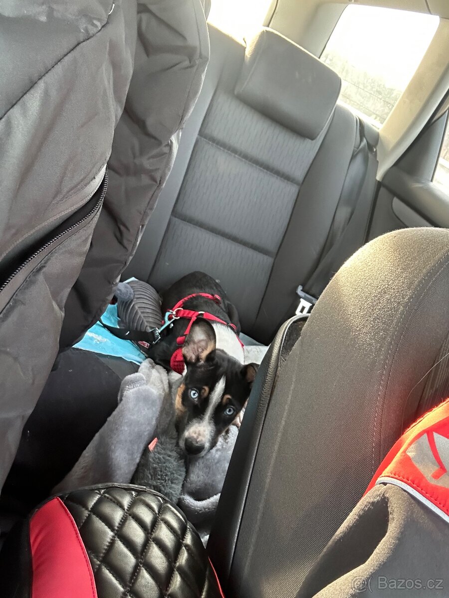 Štěně do dobrého domova - 10