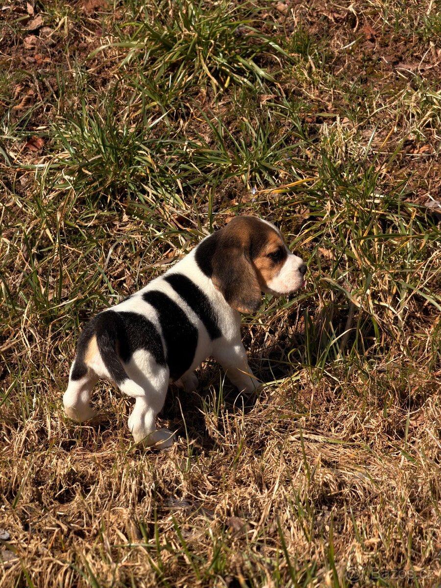 Bígl trikolor - štěňátka - 10