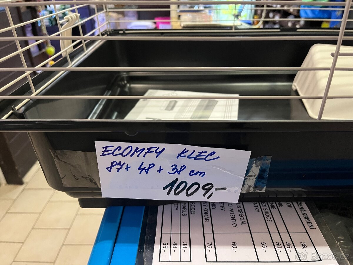 Morče rozetka nar. 4.3.2026 samička - 10