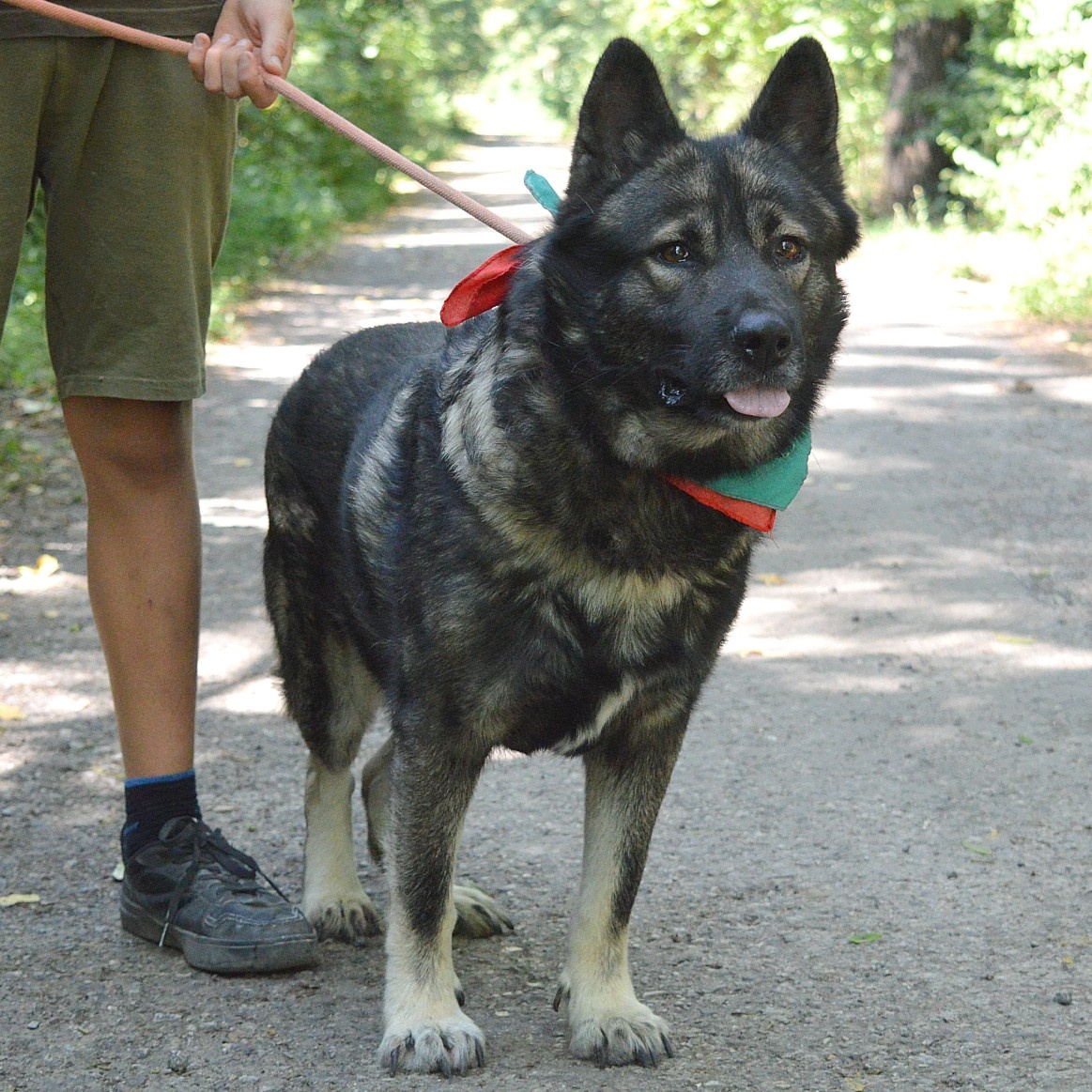 🐾 SIMBAD – energický hrdina s velkým srdcem - 10