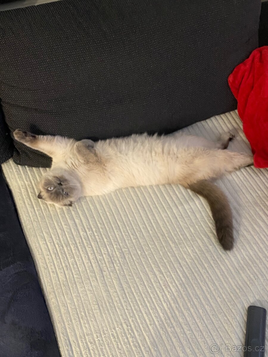 Britští koťátka - 10