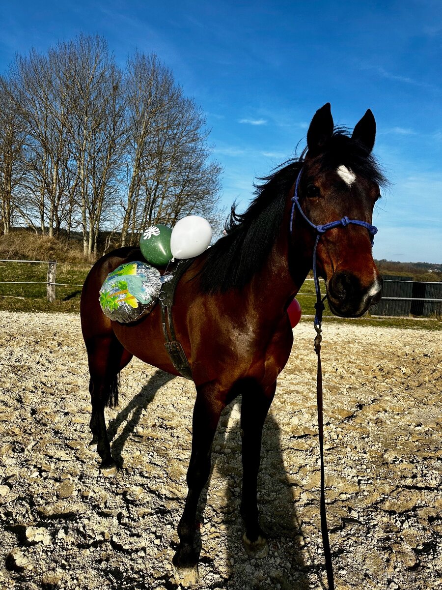 Klisna / Klusák / 7let / Prodej - 10