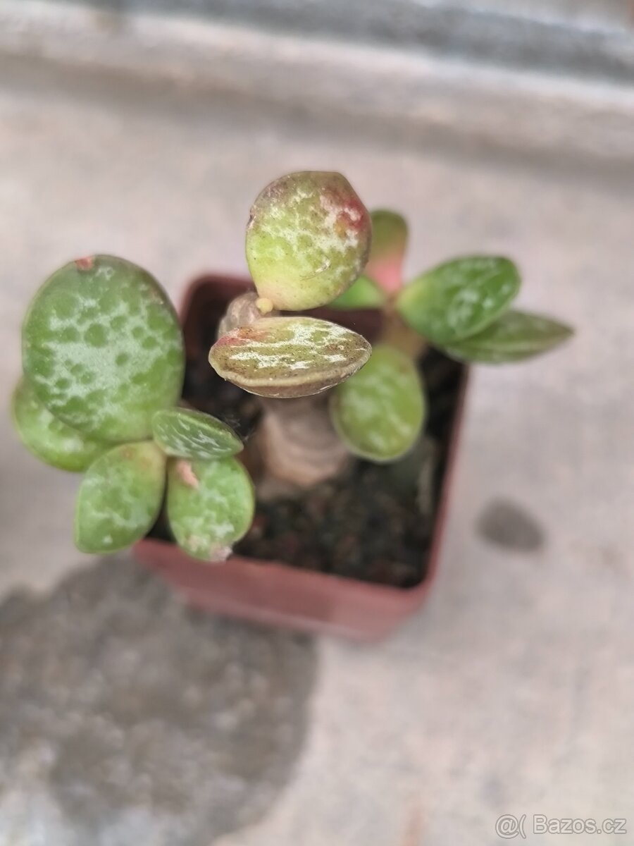 Sukulenty a kaktusy - 10