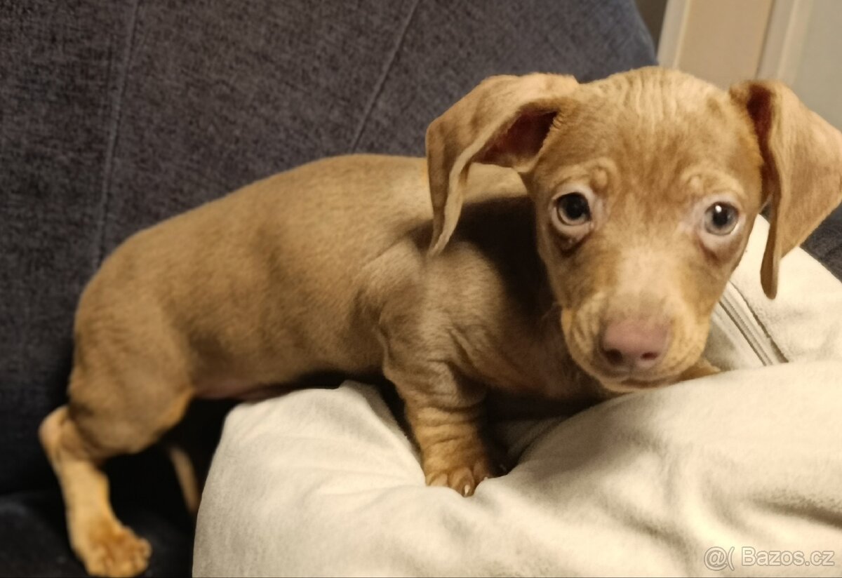 Jezevčík trpasličí pejsek bez PP - 10