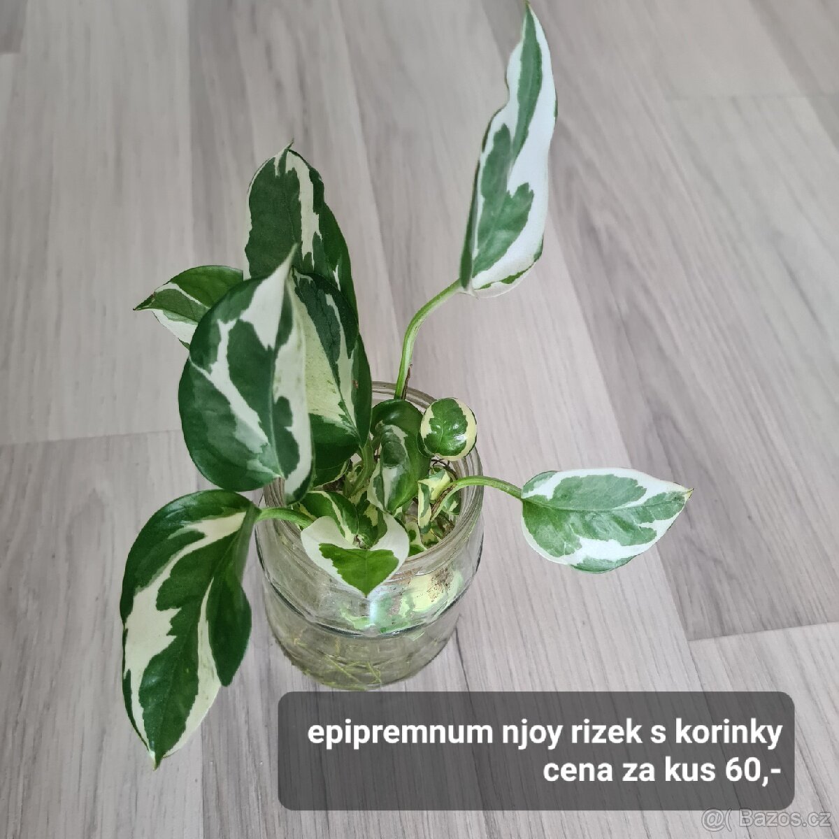 Pokojovky / pokojove rostliny - 10