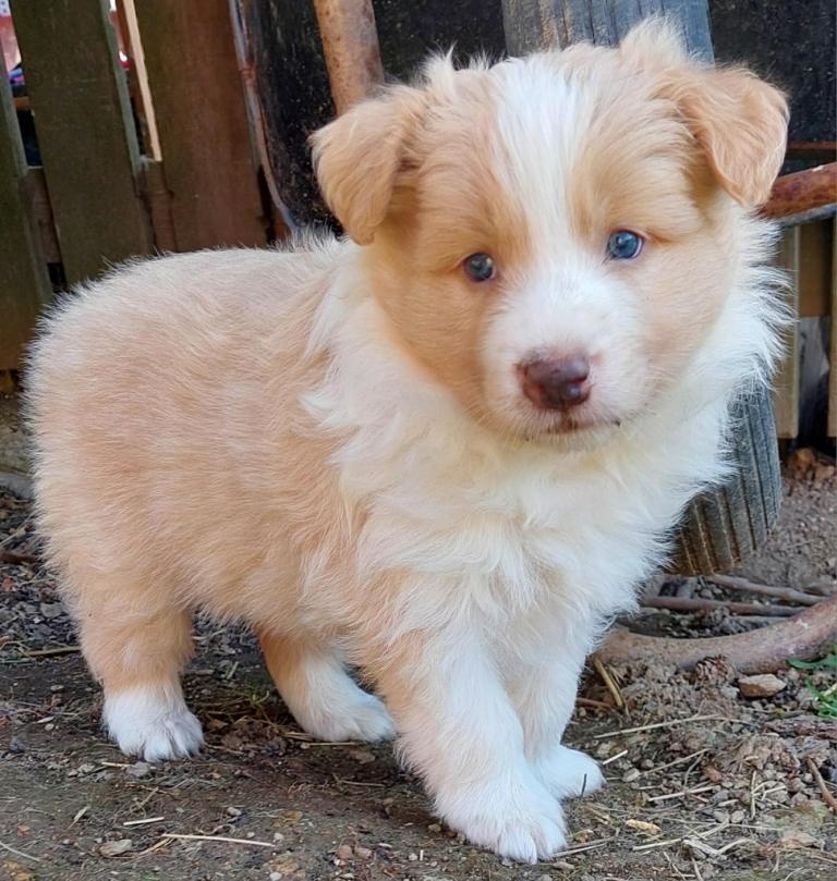 border kolie ee - red - 10