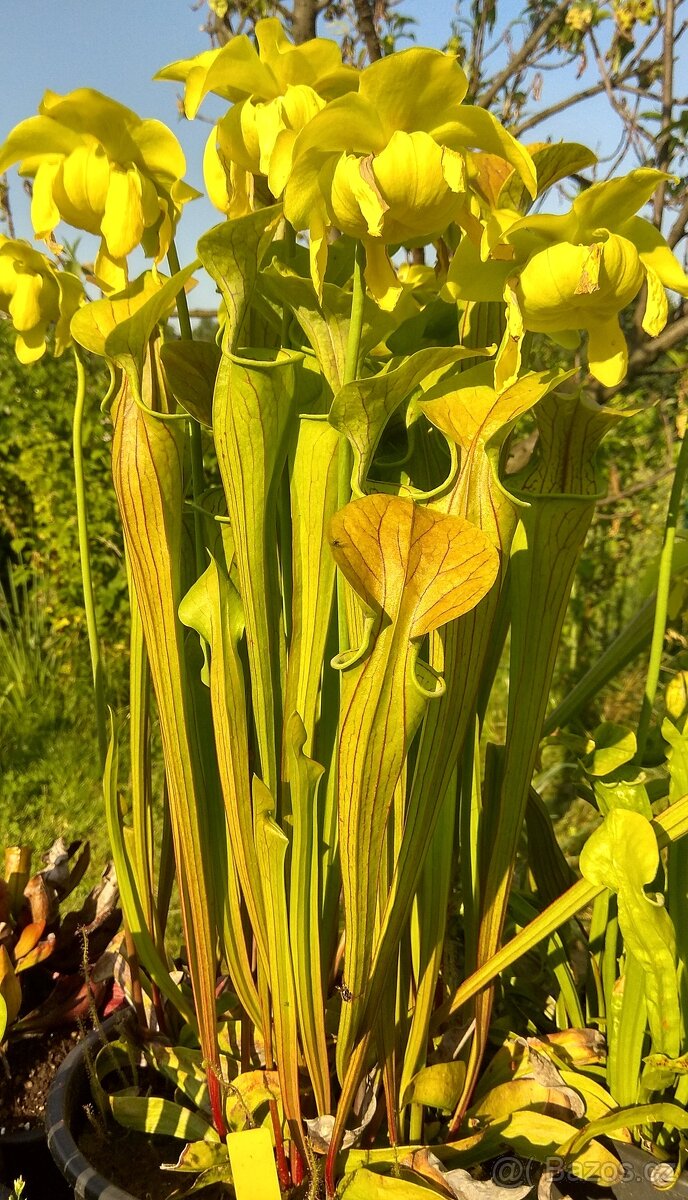 Venkovní masožravé rostliny - 10