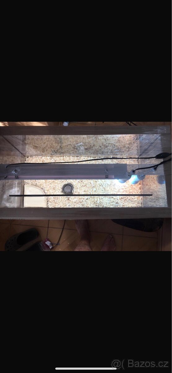 Želva suchozemská - zelenavá, vroubená - 10