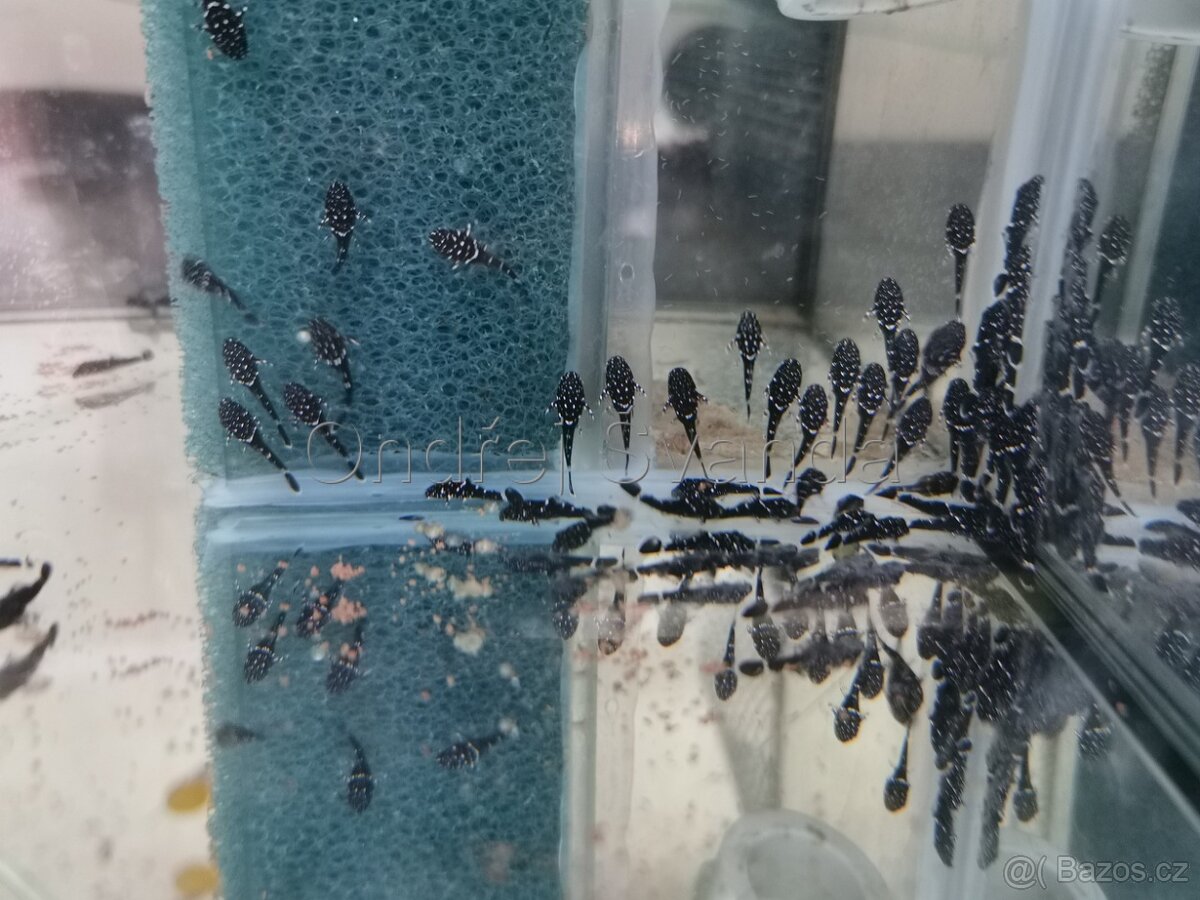 Krunýřovec L213 (Galaxy) - 10