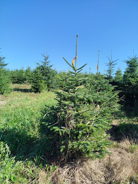 svazek větví jedle kavkazská borovice vánoční stromek - 10