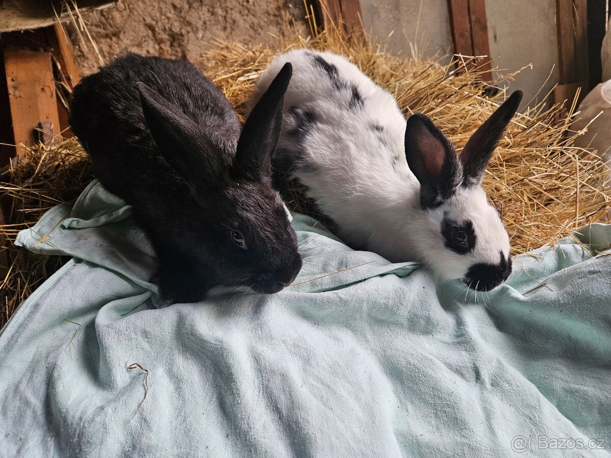 Králík - 10