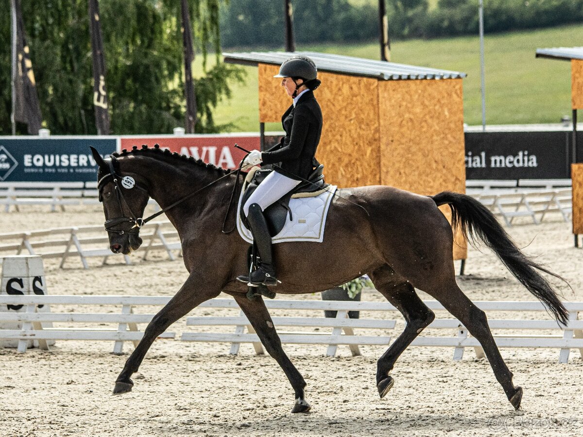 Zkušená drezurní klisna pro dítě či juniora - 10