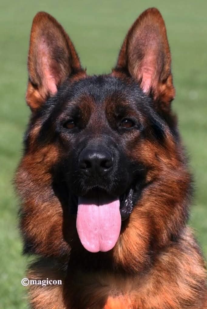 Německý Ovčák - štěňata - 10