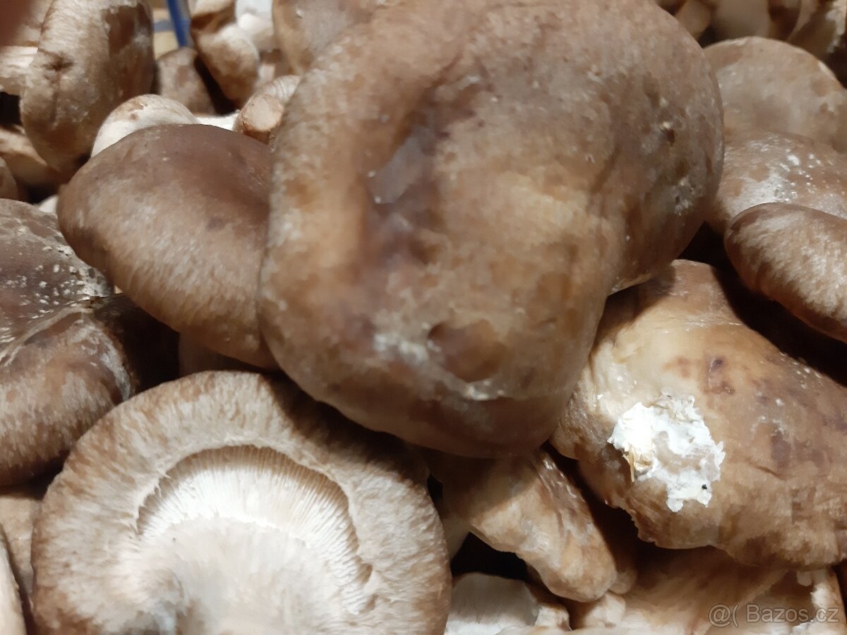 prodej pstruhů - 10