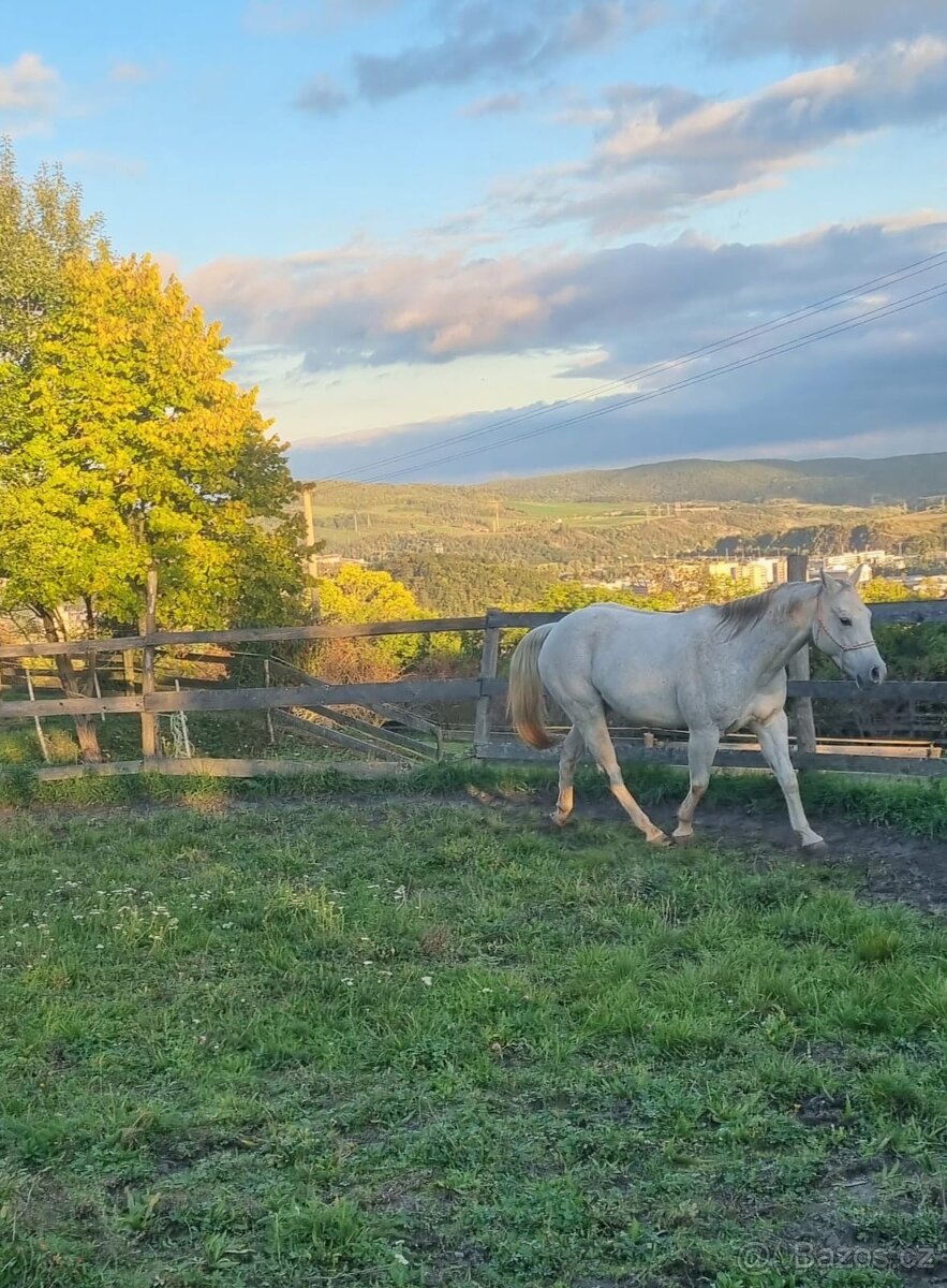 Prodám valacha qh - 10