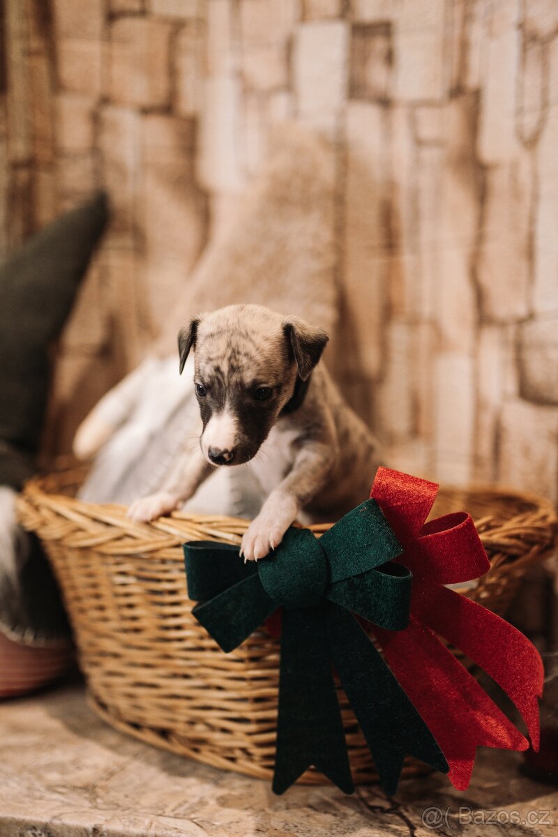 Whippet/Vipet s PP (pejsek,fena) - 10