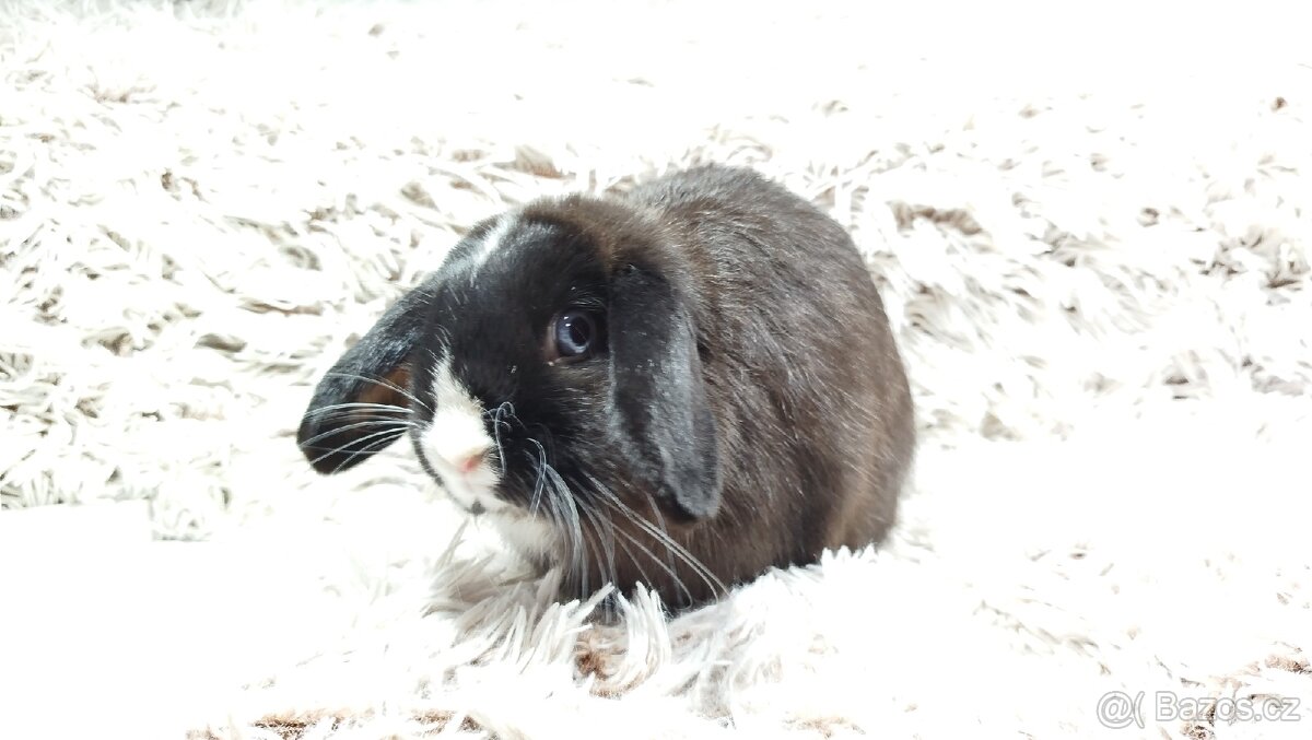 Zakrslý beránek, králíček, králík - 10