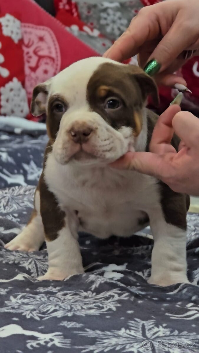American Bully štandard - 10