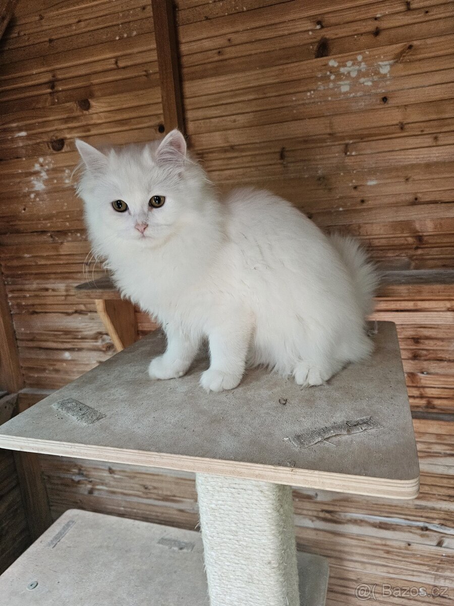 Sibiřská kočka něvská maškaráda - 10