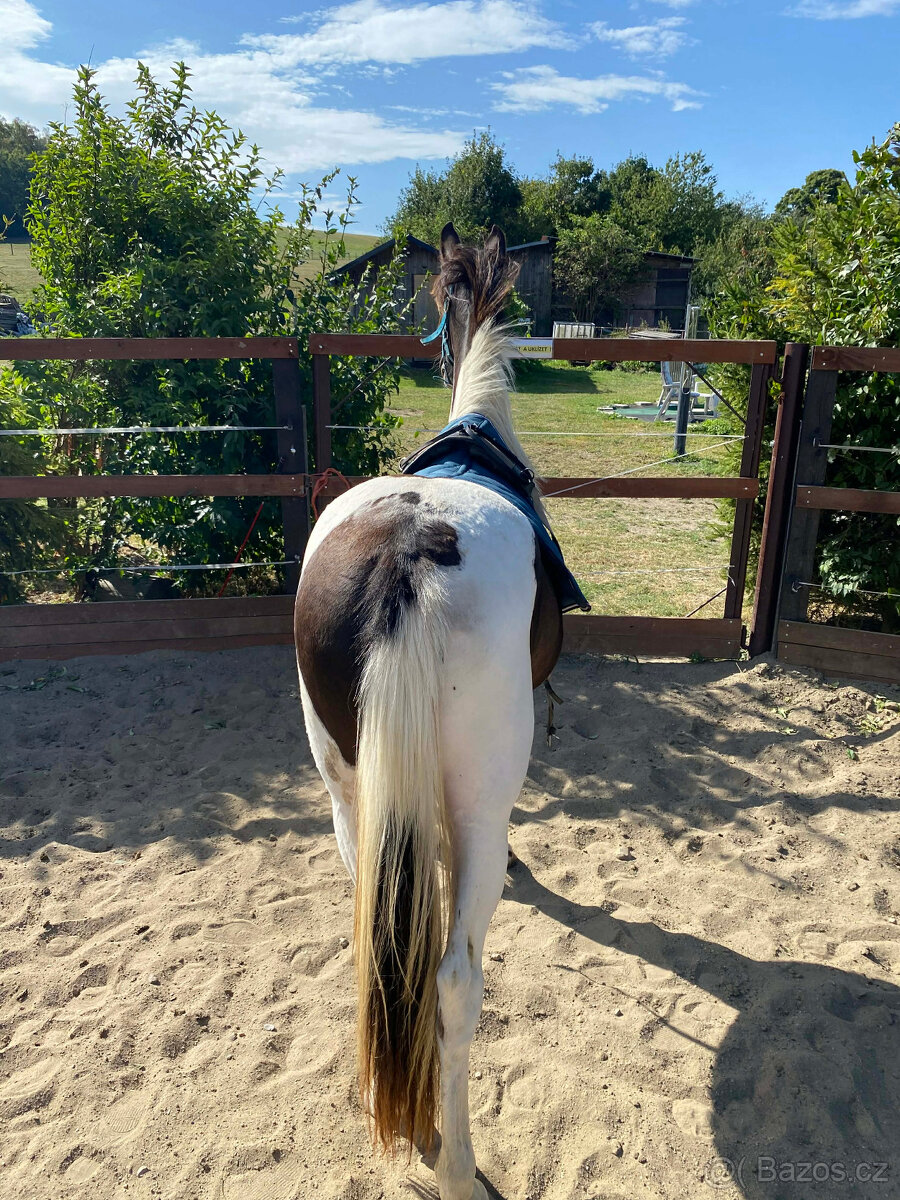 Nabízím k prodeji klisnu BAROCK PINTO - 10