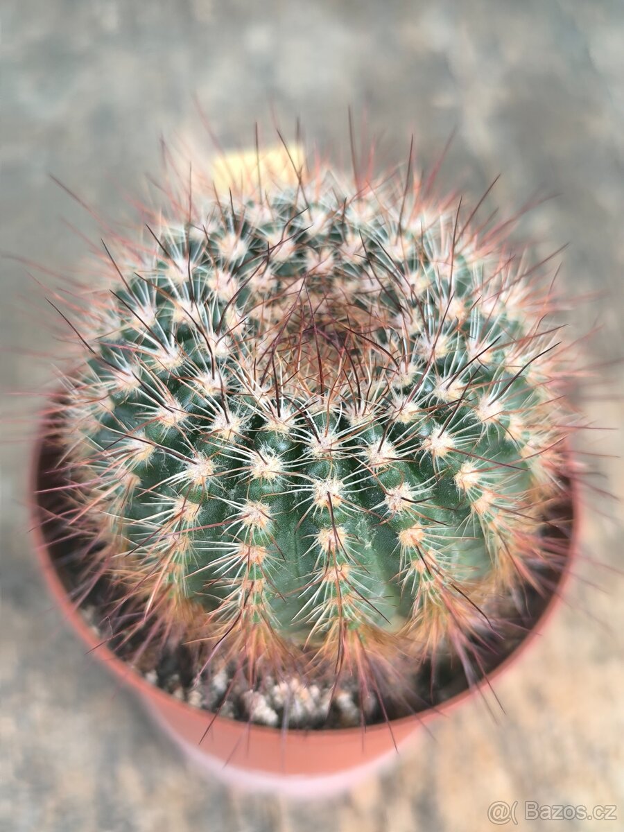 Kaktusy a sukulenty - 10