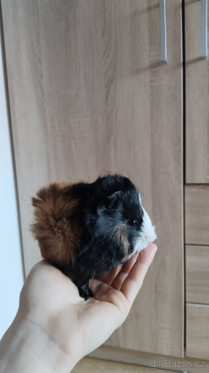 Morče, morčata, morčátka - 10