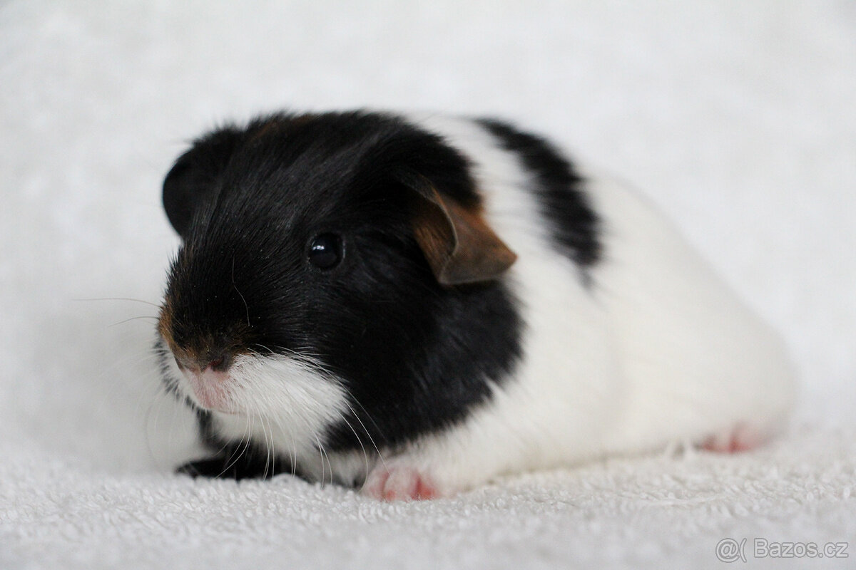 Morče, morčátko, morčata s PP - krátkosrstá - 10